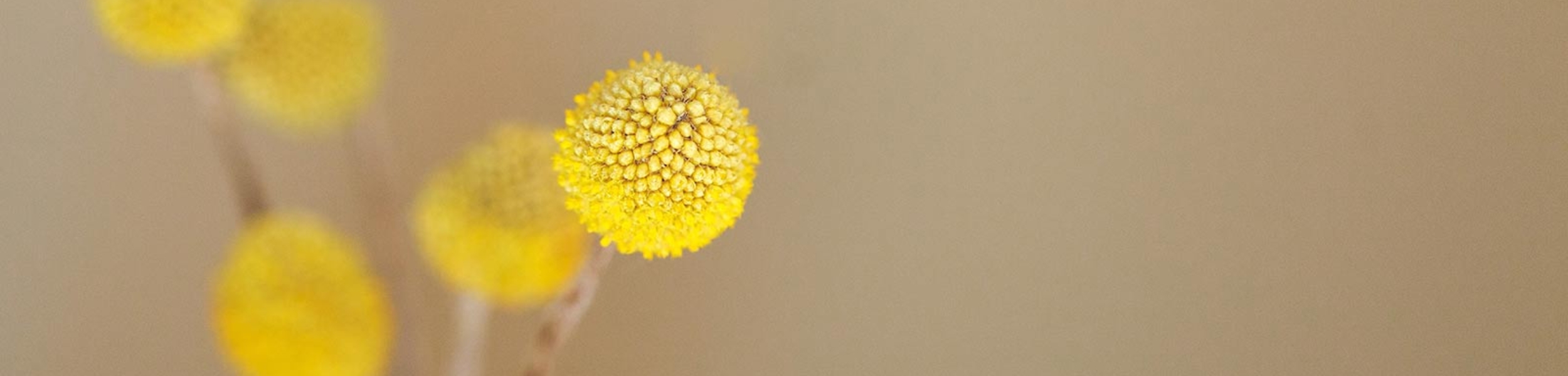 banner-flowers